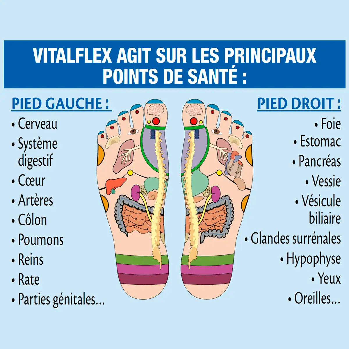 Stimulateur VITALFLEX
